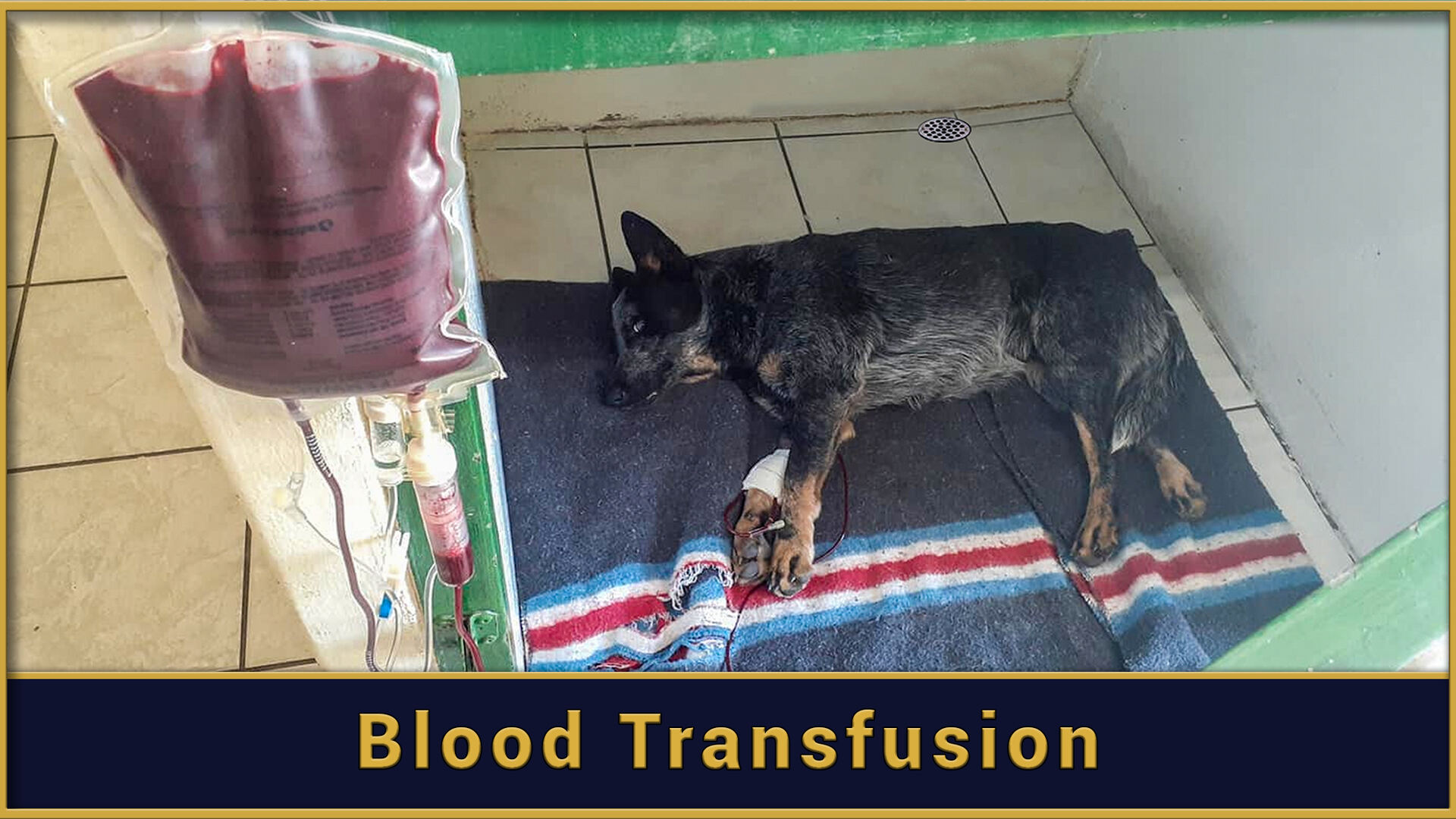 Blood Transfusion